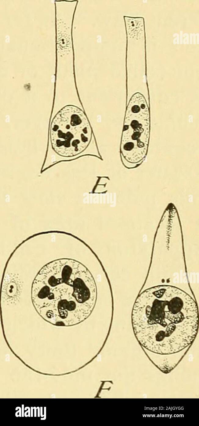 Die Zelle in der Entwicklung und Vererbung. C D Abb. 23. - Zentrosomen in Epithelzellen und anderen Zellen. {^A, D, ZiMMERMANN; E, HEIDENHAINand COHN; F, HEIDENHAIN.] A. aus Drüsen im Magen des Menschen; tote Zelle auf der linken Seite. B. Uterusepithel, Mann. C. Fromhuman Zwölffingerdarm; Becher - Zelle, mit zentrosom in der Mitte. D. Hornhaut-epithels von Monkey. E. Epithelzellen aus dem Mesoderm - somiten, embryo Ente. F. in der roten Blut-Körperchen von der Ente - Embryo. Die zentrosomen sind in fast allen Fällen. Und die jüngsten Beobachtungen von Henneguy (98) und Lenhossek (98,1) geben Grund zu der Annahme, dass die BASALEN BOD Stockfoto