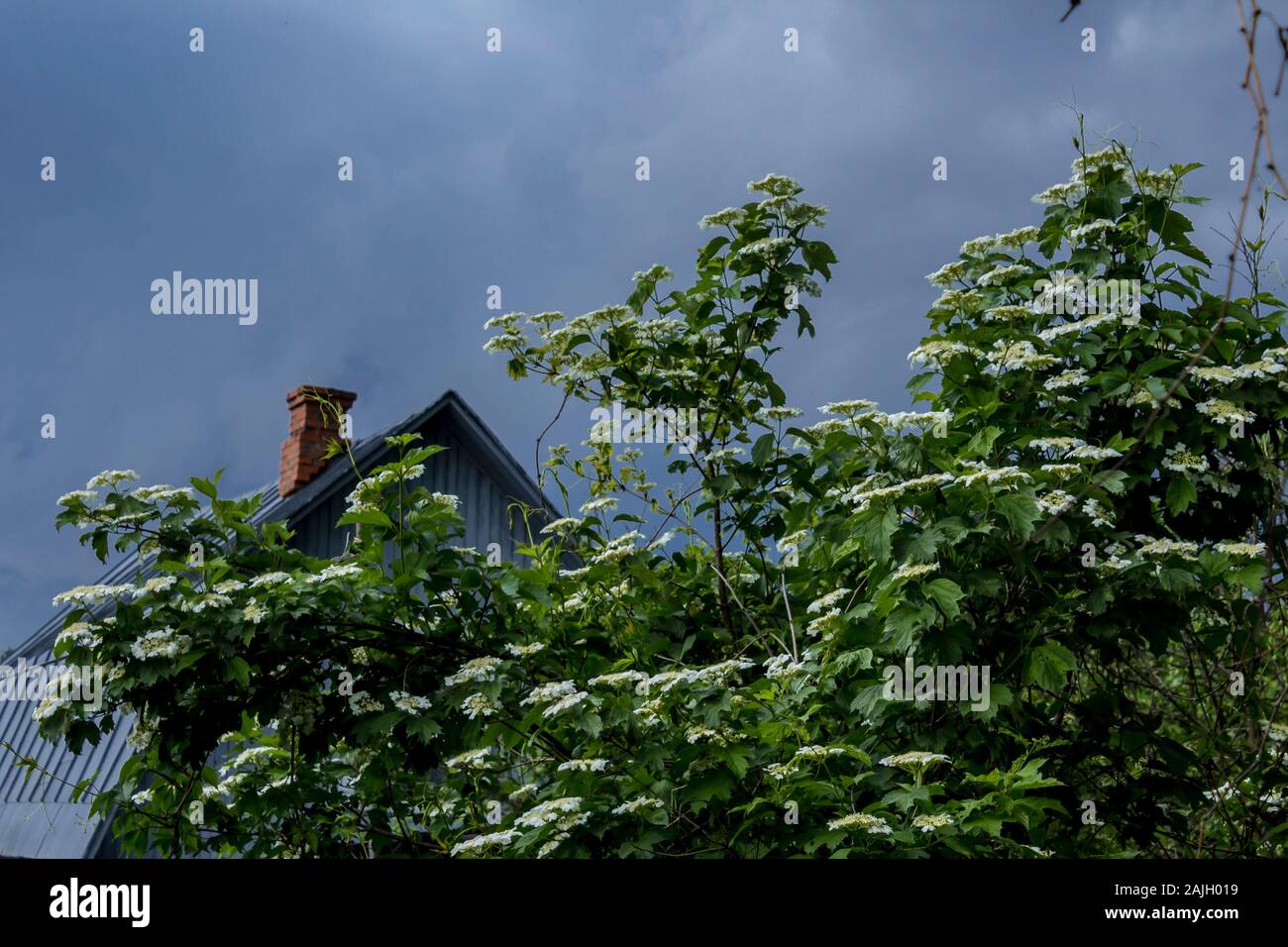 Frühling im Dorf. Frische grüne Laub und weissen Kirschblüten auf dem Strauch. ein Holzhaus, einen gemauerten Schornstein und einem stürmischen Himmel im Hintergrund. Stockfoto