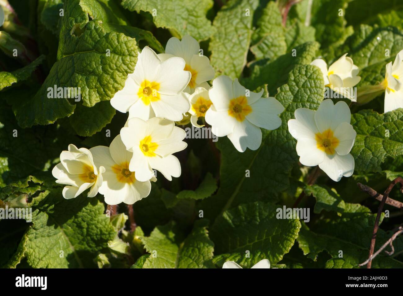 Gelbe Primeln in einem Garten im Frühling Stockfoto