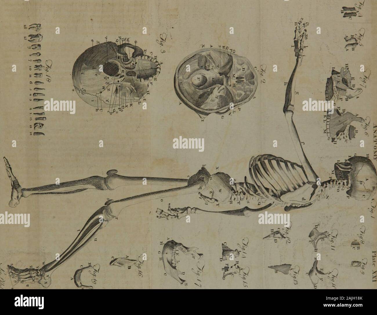 Ein System der Anatomie für Studierende der Medizin (Band 2). Lna, ich, der carpus, k, die mich - tacarpal Knochen des Daumens. 1, den Mittelhandknochen der Finger, m, die beiden Knochen des Daumens, n, Die drei Knochen von jedem der Finger, o, die Os femoris. p, Kopf, q, die trochantermajor, r, Die externe Kondylus, s, der rotula.t, das Schienbein, u, v, die Thefibula malleolus Externus. w, die astragalus, x, die oscalcis. y, des Os naviculare. z Die drei Ossa cuneiformia. Ich, der os cuboides 2, Die fünf Mittelfußknochen 3, Die beiden erwachsenenskelettes die große Zehe. 4, Die drei Knochen jedes oi die Kleine zu Stockfoto