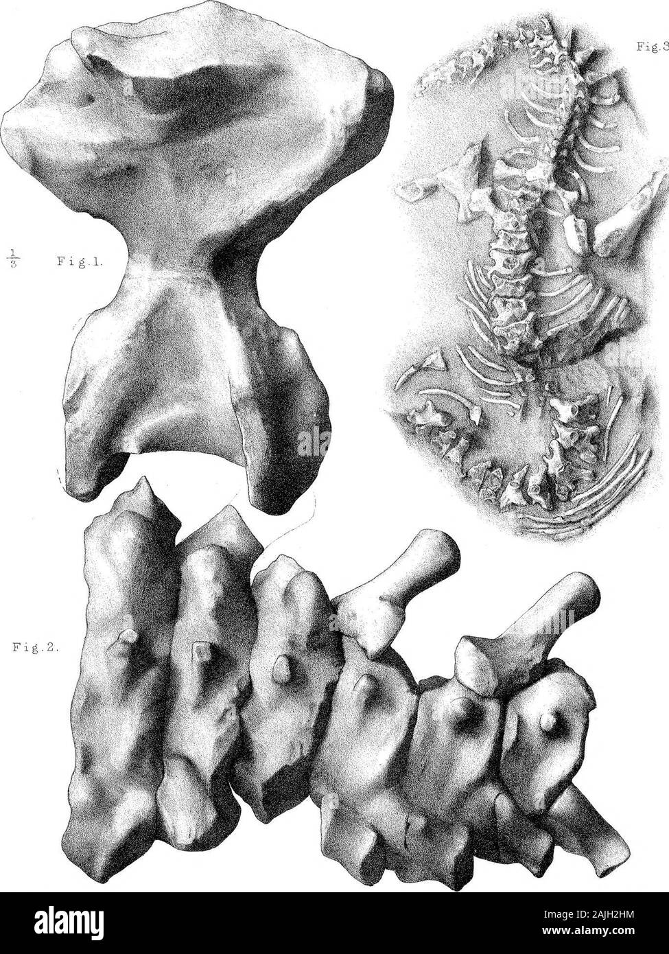 Forschungen über die Struktur, Organisation und Systematik der fossilen Reptilia VII weitere Beobachtungen auf Pareiasaurus. G.M. Woodward, Ad. Nat. lith. Becken- und Oberschenkelknochen, Pareiasaurus . West, Newmaui, ixwp. Seeley. PhiLTrcuns. 1892 JEL Platte, 2 3 Abb. 3. G-M-Woodwa-rcl, a.d, iip+ lith.. Wir st, Newman; nr. s. Knochen der Pareiasaurus 3g Procolophon. Stockfoto