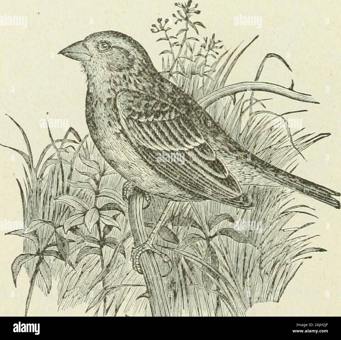 Bulletin - United States National Museum. Abb. 33.-Gras Finch. ^ Seite der Schwanz wie der Vogel fliegt. Neben den gewöhnlichen zwitschern Hinweis, Ithas Eine süße und zarte Songs während der Brutzeit, especiallyjust bei Sun-down; woher die poetischen Namen der Vesper - Vogel. Thenest ist auf den Boden gesetzt, so versunken, dass seine randvoll mit thesurface bündig ist; die Eier sind stark beschmutzt. [232] 88. (123.) Coturniculus passerinus (THZs.) auf die Lippe. Gelb - winged Sparrow; Grasshopper Spatz. Ein Sommer resident, reichlich in alten weedy Felder und Wiesen, heruntergekommen. ** IVtfV *Abb. 34. - Gelb - winged. Spatz. • Wo es Kee Stockfoto