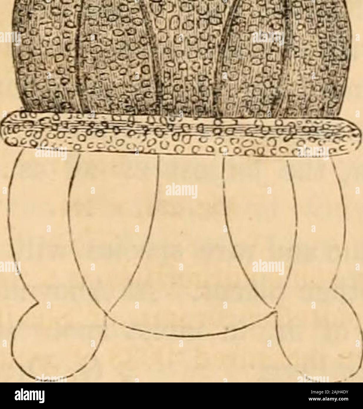 Hardwicke's Science - Klatsch: Eine illustrierte Medium der Interchange und Klatsch für Studierende und Liebhaber der Natur. Abb. 234, X500. Abb. 235, X500. Die nicht in geschützten Buchten selten. Länge 0015 mm. Die feinste Form in meiner Serie ist zweifellos theBiddulphia pulchella (Abb. 236) von Grauen, Was kann es? Segeln * ---------. % k. Abb. 236, X500. Als der König der Schwamm betrachtet werden. Auch wenn es eine Britische Arten, und nicht eine der am meisten selten. Mein Muster gemessen 0034 Zoll. Weniger attraktiv, aber interessant, ist die Sorte (3 von Navicula Lyra (EHR), eine Art sehr viel givento Variation Stockfoto