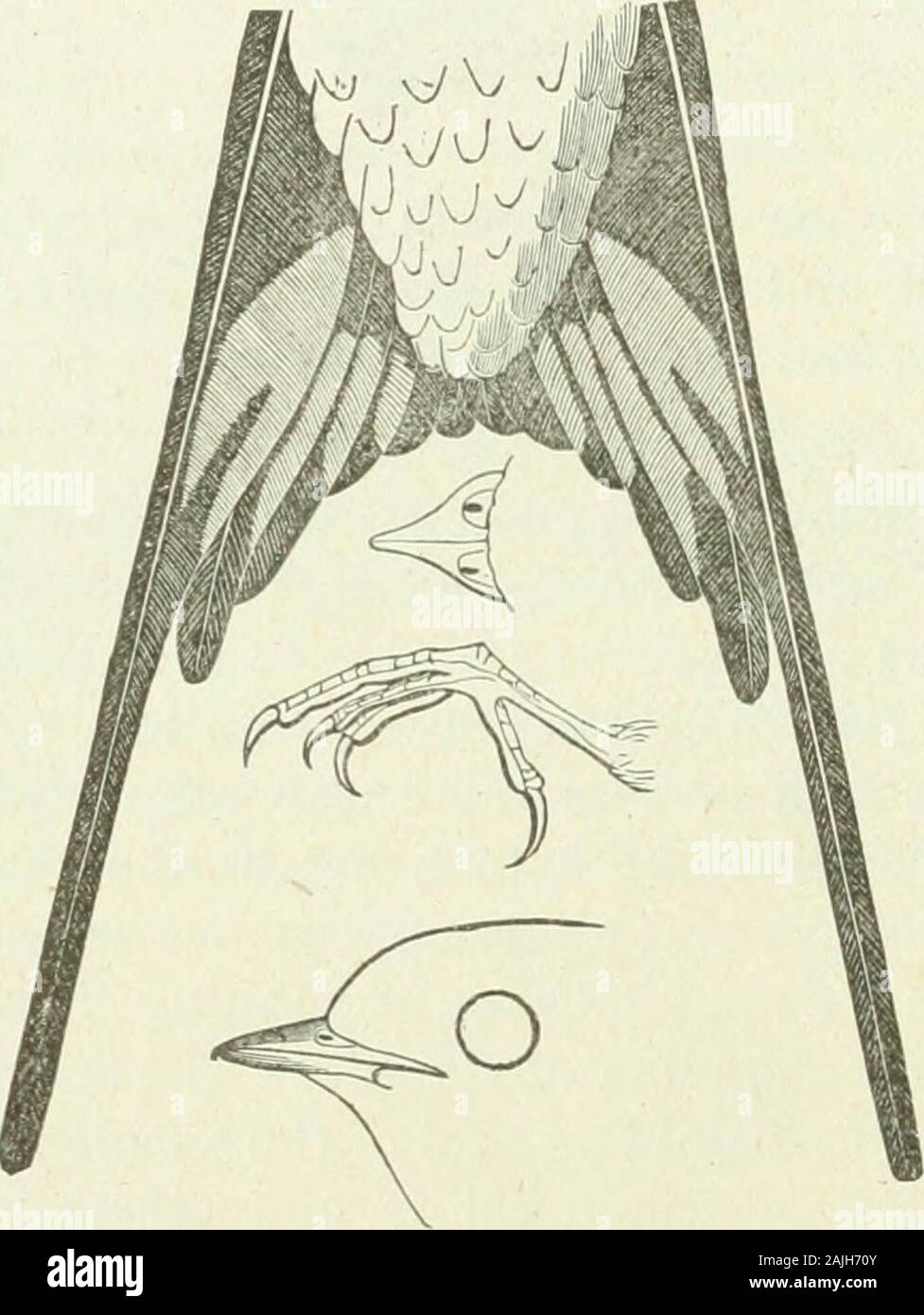 Bulletin - United States National Museum. eine treein Smithsonian zu gründen, fast eine tropische Szene, mit Hun-dreds der Orioles, Eose-breasted Grosbeaks, Eedstarts und Warblersscarcely weniger schwul. [154 J62. (87.) Pyranga sestiva (Linn.) Vieill. Sommer Tanager; Sommer Rot-Vogel. Ein Bewohner während der Jahreszeit, zu der der Vogel gewidmet ist, aber nicht 52 AVIFAUNA COLUMBIANA. reichlich vorhanden. Die Gattung und Familie sind im Wesentlichen tropischen, Pyrangabeing der einzige nordamerikanische Form, und die vorliegenden Arten beingmore in seiner Reichweite eingeschränkt als S. rubra. Es kommt nicht an untilMay, und lässt über die Stockfoto