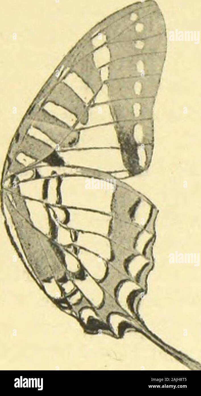 Die artbildung und Verwandtschaft bei den Schmetterlingen eine systematische Darstellung der Abänderungen, Arten und Abarten der segelfalter-ähnlichen Formen der Gattung Papilio. tes. Sterben Theile der schwarzen Begrenzungen, welche an der Prachtbinde noch übrig sind, besonders aber Sterben der äusseren Sindh beiNomius viel dunkler schwarz als bei Hermo-Kisten. Sterben Prachtbinde sichaber unterscheidet von der des Hermoerates noch werden - sonders dadurch, dass auch in der Igv, nichtnur in der Prachtquerbinde, noch Stücke einer weissen Clemens vorhan-den sind. Dem benachbarten Schwanz Halbmondflecke Sindh bei Nom Sterben Stockfoto