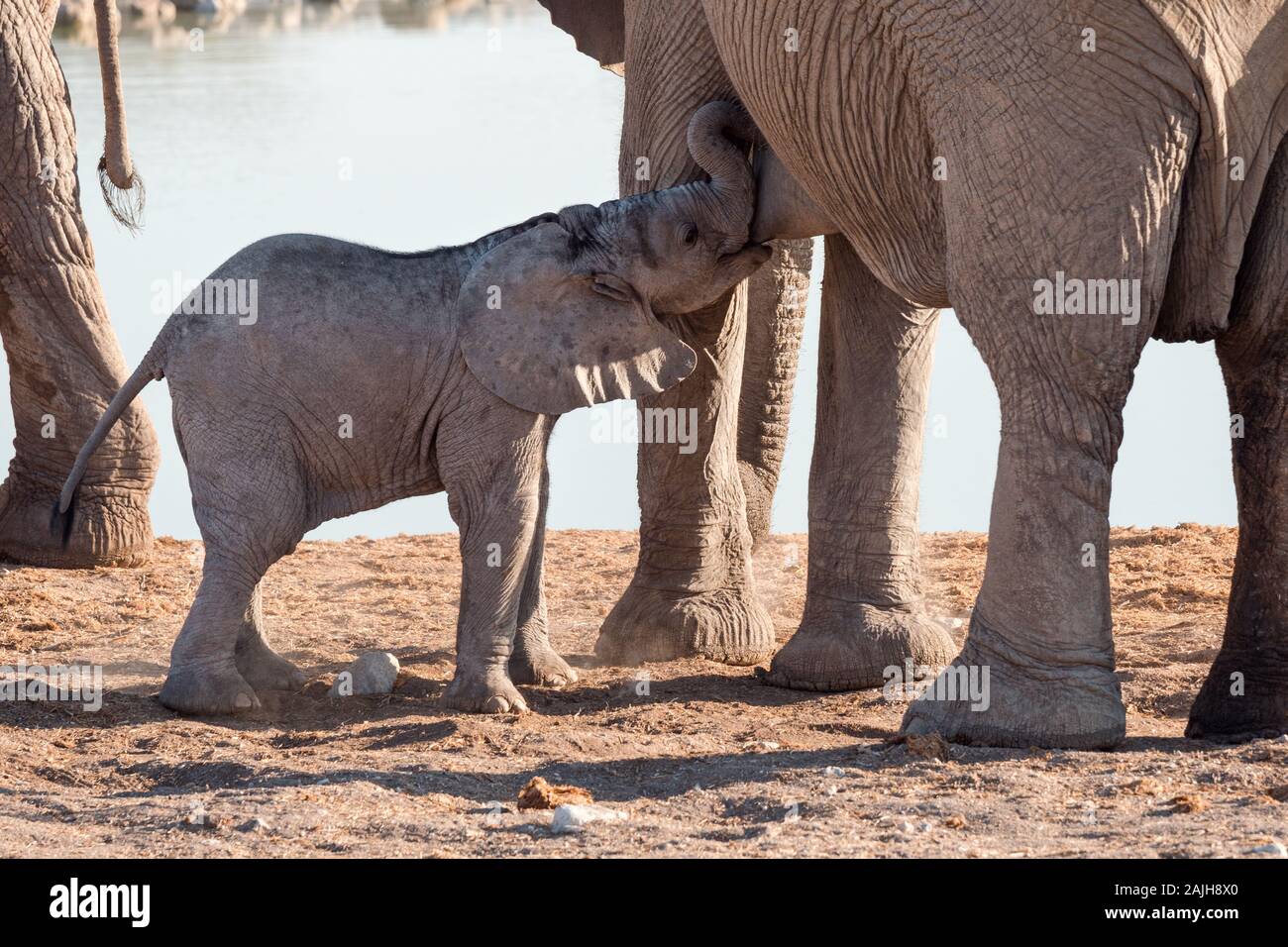 Elefant Kalb oder Baby trinken Milch, Saugen von Mutter Kuh an Okaukuejo Wasserloch, Etosha National Park, Namibia, Afrika Stockfoto