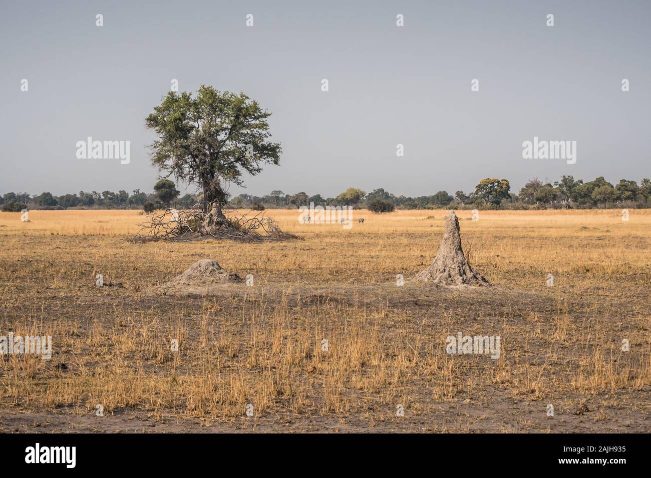 Trockene afrikanische Landschaft mit Termite Damm und Baum in der Savanne im Moremi Game Reserve, Okavango Delta, Botswana, Afrika Stockfoto
