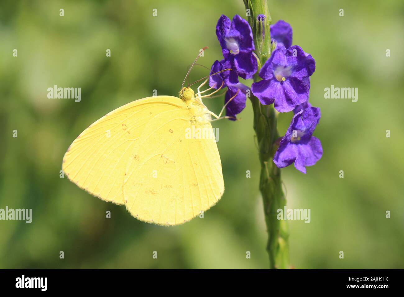 Gemeinsame Gras gelb Eurema hecabe Stockfoto