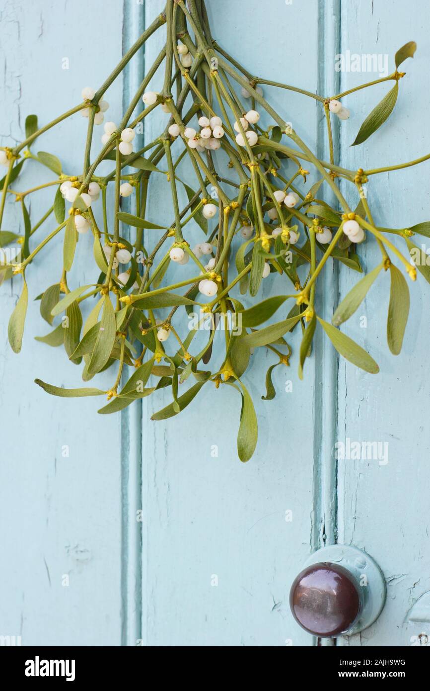Viscum album. Bündel von Mistel hängend auf einer hölzernen Tür im Winter. Großbritannien Stockfoto