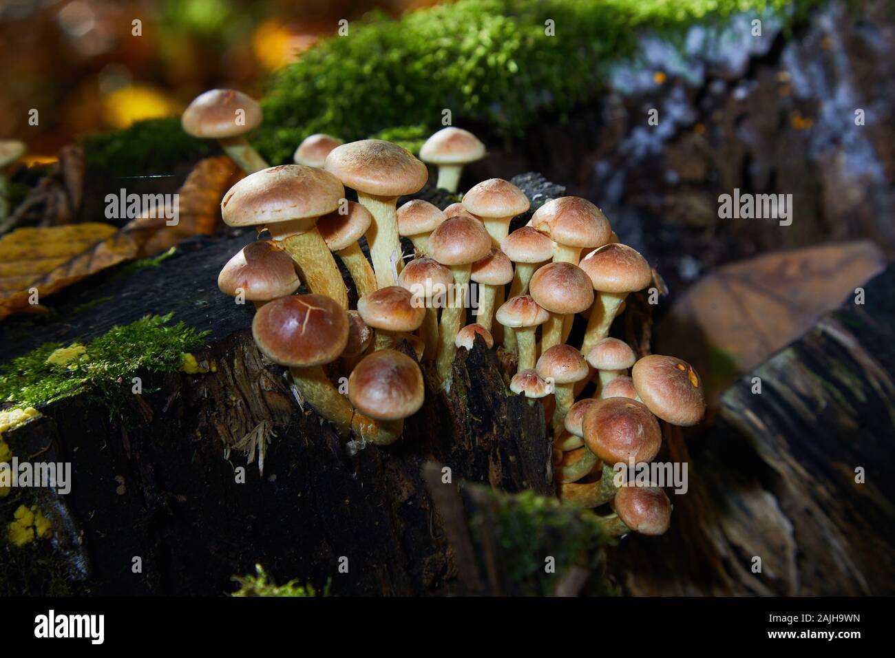 Ein Klumpen von Hypholoma capnoides, bekannt als Nadelpilz, junge Exemplare eines wilden essbaren Pilzes. Stockfoto