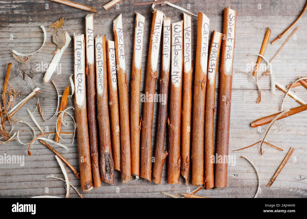 Cornus. Hausgemachte Anlage labels Umgearbeitet von hartriegel Zweigen. Großbritannien Stockfoto
