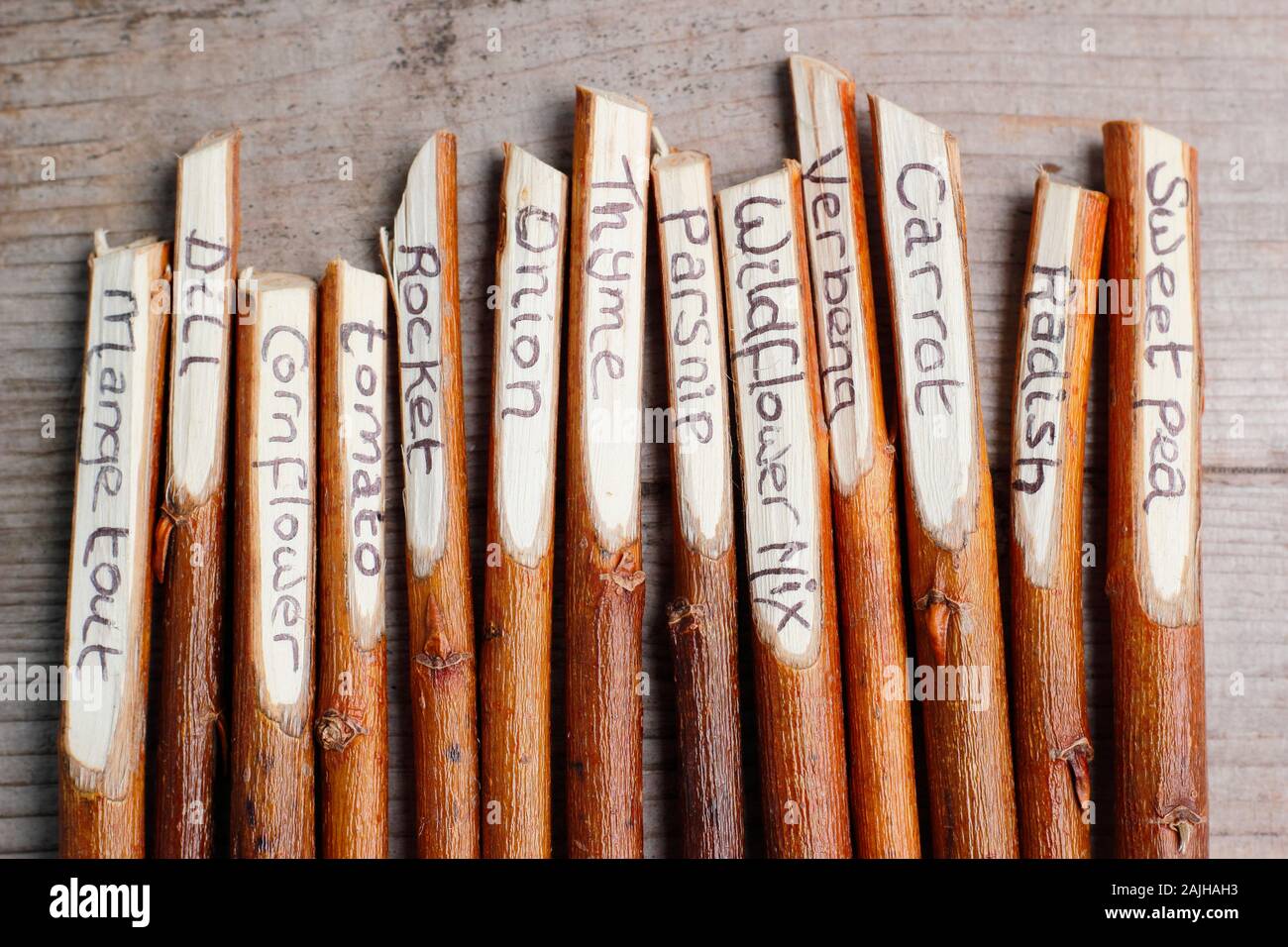 Cornus. Hausgemachte Anlage labels Umgearbeitet von hartriegel Zweigen. Großbritannien Stockfoto