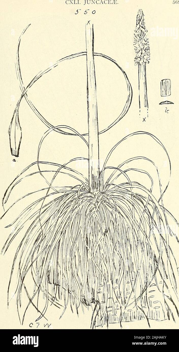 Umfassenden Katalog von Queensland Pflanzen, Einheimische und Eingebürgerte, zu denen hinzugefügt werden, soweit bekannt, die Aborigines und anderen volkstümlichen Namen; mit zahlreichen Abbildungen und reichlich Notizen auf die Eigenschaften, Funktionen, &c., der Pflanzen. 549. Xerotes confertifolia, Kaution. (A) Männliche Blume, (ai) Hüllblatt, (eine?) Vorblätter, (b) männliche Blume, (c) männlich flowerlaid öffnen, (d) Innere blütenhülle Segment, (e) äußere Segment fällt, (f) Staubbeutel. 569. 550. XanthorrhjEa pumilio, R. Br. &Lt;a) Einflügelig, Nat, Größe, (b) Teil des Blattes und Abschnitt , leicht vergrößert. 570 CXLII. PALMES. 51 Stockfoto