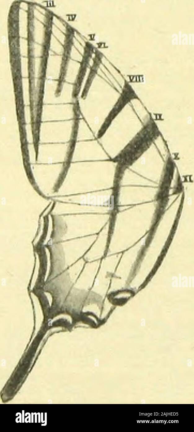 Die artbildung und Verwandtschaft bei den Schmetterlingen eine systematische Darstellung der Abänderungen, Arten und Abarten der segelfalter-ähnlichen Formen der Gattung Papilio. Siehe Abb. F. Papilio Art Art von Brescia. Oberseite. Siehe Abb. G. Papilio Art Art von Bonn. Oberseite. Die Bonner würde ich dagegen folgendermasscn kennzeichnen: Clemens V/VI vom Vorderraud der Vorderflügel bis nahe zu ihrem Iliuter-Rand nicht geradlinig verlaufend, hinter dem Iliuterrand der Mittelzelle plötzlich verschmälert, zuweilen hier unterbrochen, das hintere schmälereStück nieist n Stockfoto