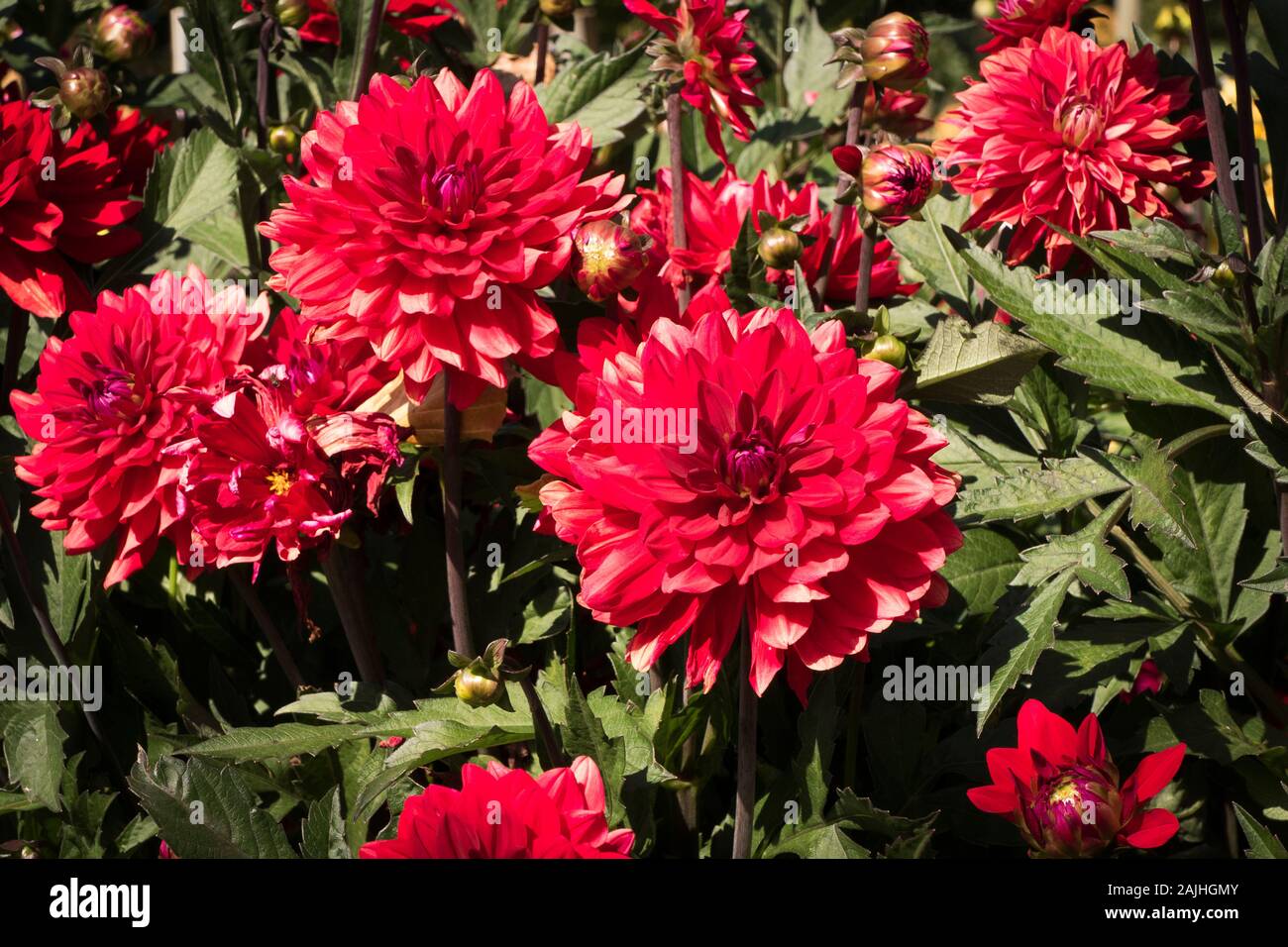 Blumen der Dahlie Karma Amora eine Seerose Typ blühen im September UK Stockfoto
