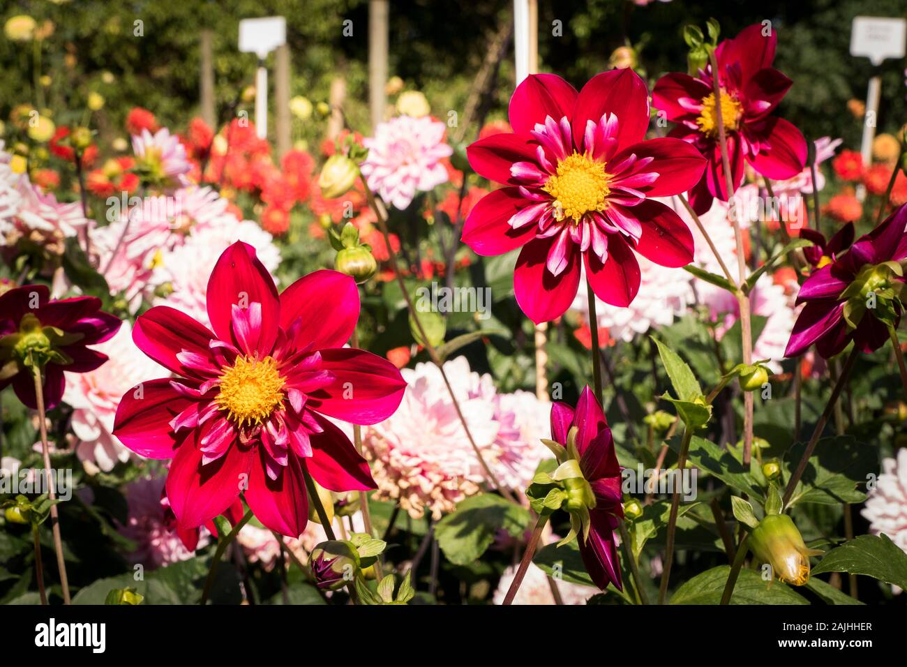 Red halbgefüllte Blüten Dahlie Hillcrest Regal in einer dahlie Feld auf einem englischen Kindergarten in Großbritannien Stockfoto