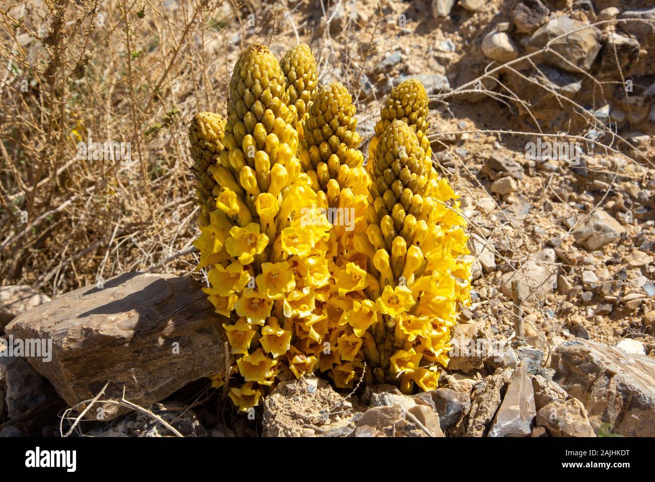 Cistanche (Cistanche tubulosa) parasitieren Wüstenpflanzen. Stockfoto