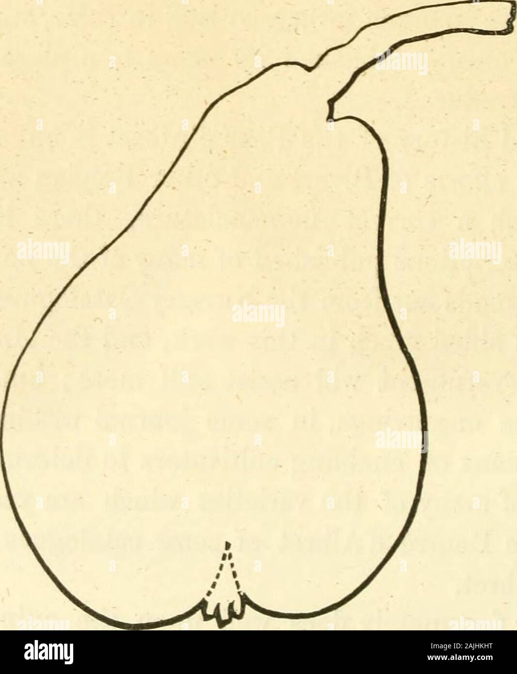 Die Früchte von Amerika: mit farbenprächtigen Figuren, und vollständige Beschreibung aller die erlesensten Sorten, die in den Vereinigten Staaten angebaut. und einen Zoll breit, regularlyovate, Verengung an jedem Ende, dünn, Tiefgrünen, glänzenden, fein durchzogen, incurved wenig an den Kanten, und sehr fein gezahnte; Blattstiele, mediumlength, ungefähr ein und eine viertel Zoll lang, schlank. Blumen. mittlerer Größe; Petalen, schmal, eiförmig, schalenförmig; Kralle, lang. Obst.- Laige, etwa vier Zentimeter lang und drei im Durchmesser: Form, pyi-laigest amidal, in der Nähe der Krone, über die Mitte beauftragt, mit asomewhat längliche Hals: Haut Stockfoto