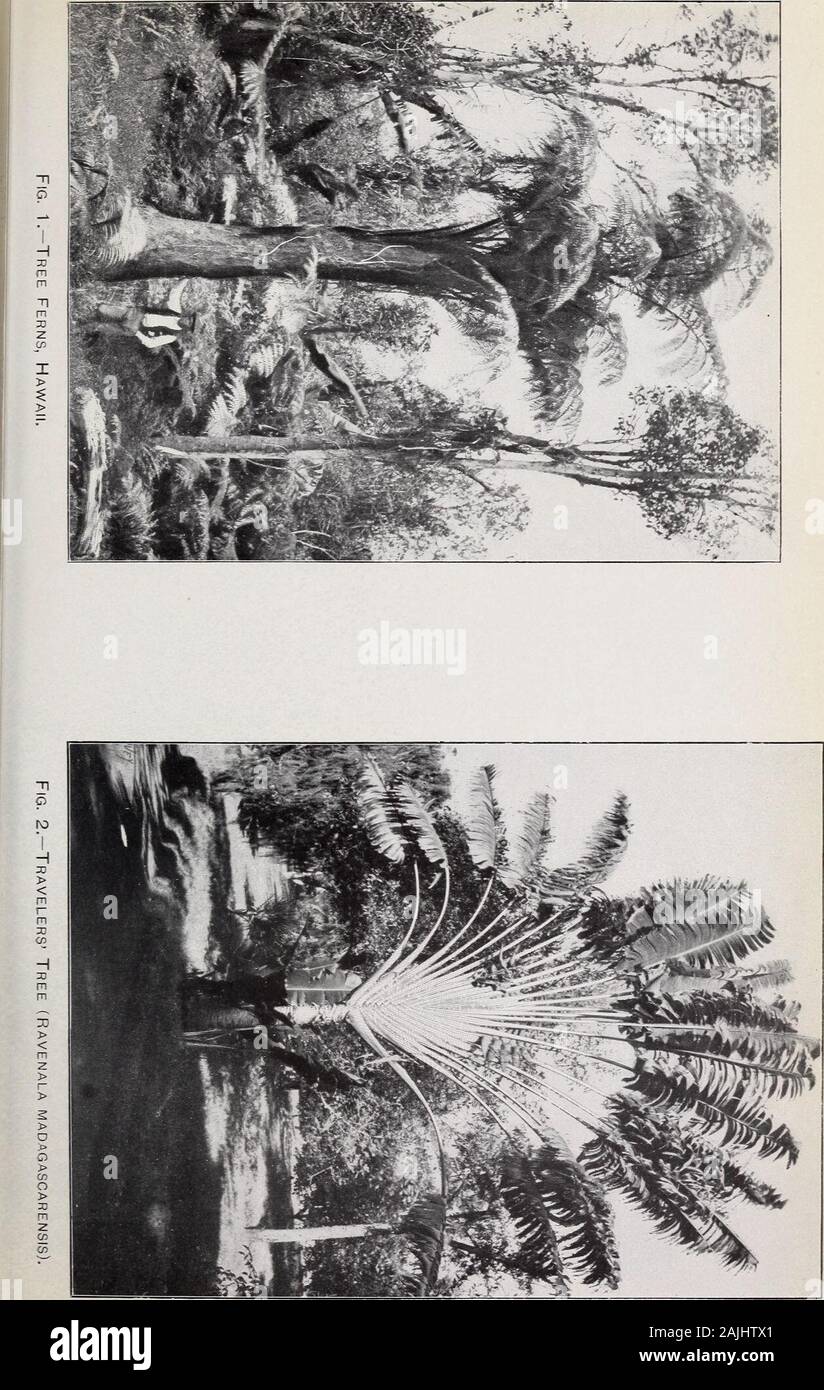 Auf der landwirtschaftlichen Ressourcen und Fähigkeiten von Hawaii Bericht. ^ sie angebaut, wie es von allen thePolynesians der Maori Rennen war. Andere Pflanzen, Pipturus albidiis (nativename Mamake), das ist eine native und Bcehmeria stipidaris^ zu einem lessextent jedoch trug ebenfalls zur Herstellung von Kapa. Bei der Vorbereitung der Rinde für Kapa, Stengel, der Sadleria cyatJteOides ^ nach Mazeriert, in Wasser, wurden zusammen mit thebast der oben genannten Bäume geschlagen und zu dienen als Sizing, solangedie Chdrodendron Olapa guadichaudii (native) und Jlyrsine J esse/fi Ana (native Koolea) Stockfoto