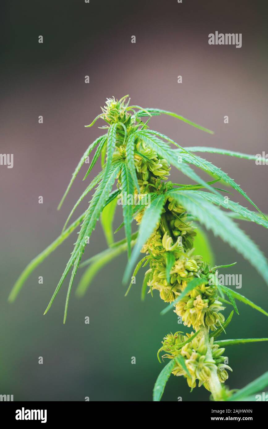Nahaufnahme der männlichen Cannabis Pflanzen mit Pollen Säcke Stockfoto