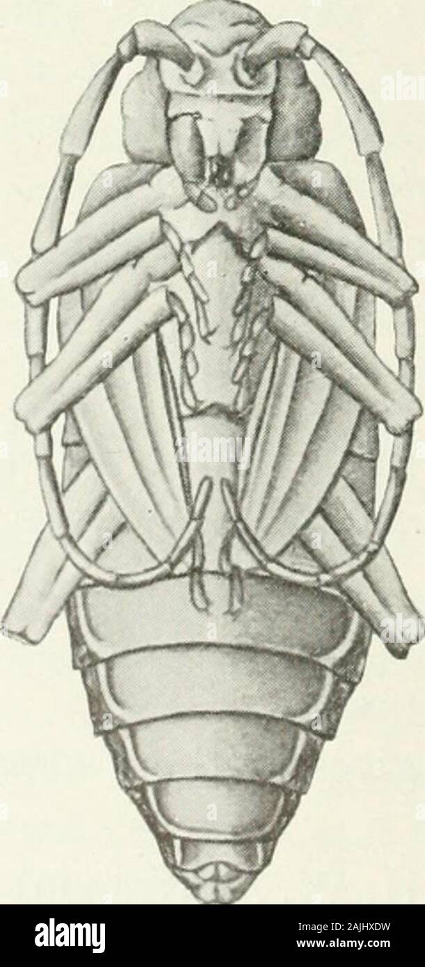 Indian Forest Insekten Coleoptera von wirtschaftlicher Bedeutung. FlG. 214.- Massicus nnicolor, Gahan.%. . Südlichen Shan-staaten. Puppe. - Große, Stout, in der Farbe gelblich, mit einem prominenten Kopf und prothorax, die lange, dicke Antennen und Beine pressedsides und gegen die Brust. Stockfoto