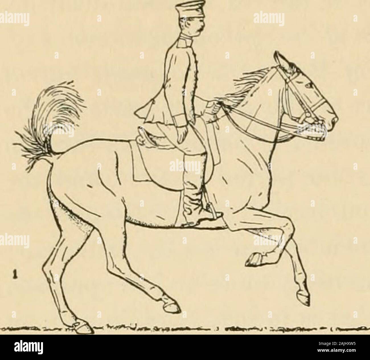 Das Exterieur des Pferdes. nning (Abb. 243), in der Zeit der Wende sich gegen das pos-terior Links, der Widerrist ist höher als die Kruppe, der Reiter, der gerade projiziert wurde, wird immer noch über dem Sattel und leansforward. Der Körper wird dann horizontal, wenn die Linken diagonalbiped den Boden berührt (Abb. 246); die Mitglieder des rechten diagonalbiped jetzt Ihre maximale Trennung erreichen, während die Reiter commencesto fallen zurück. Die hinterflügel Viertel jetzt geben ihren Impuls, becomeraised und vom Boden abgehoben, während im Vordergrund Viertel, sehr gering, das Berühren des Bodens mit den vorderen rechten f Stockfoto