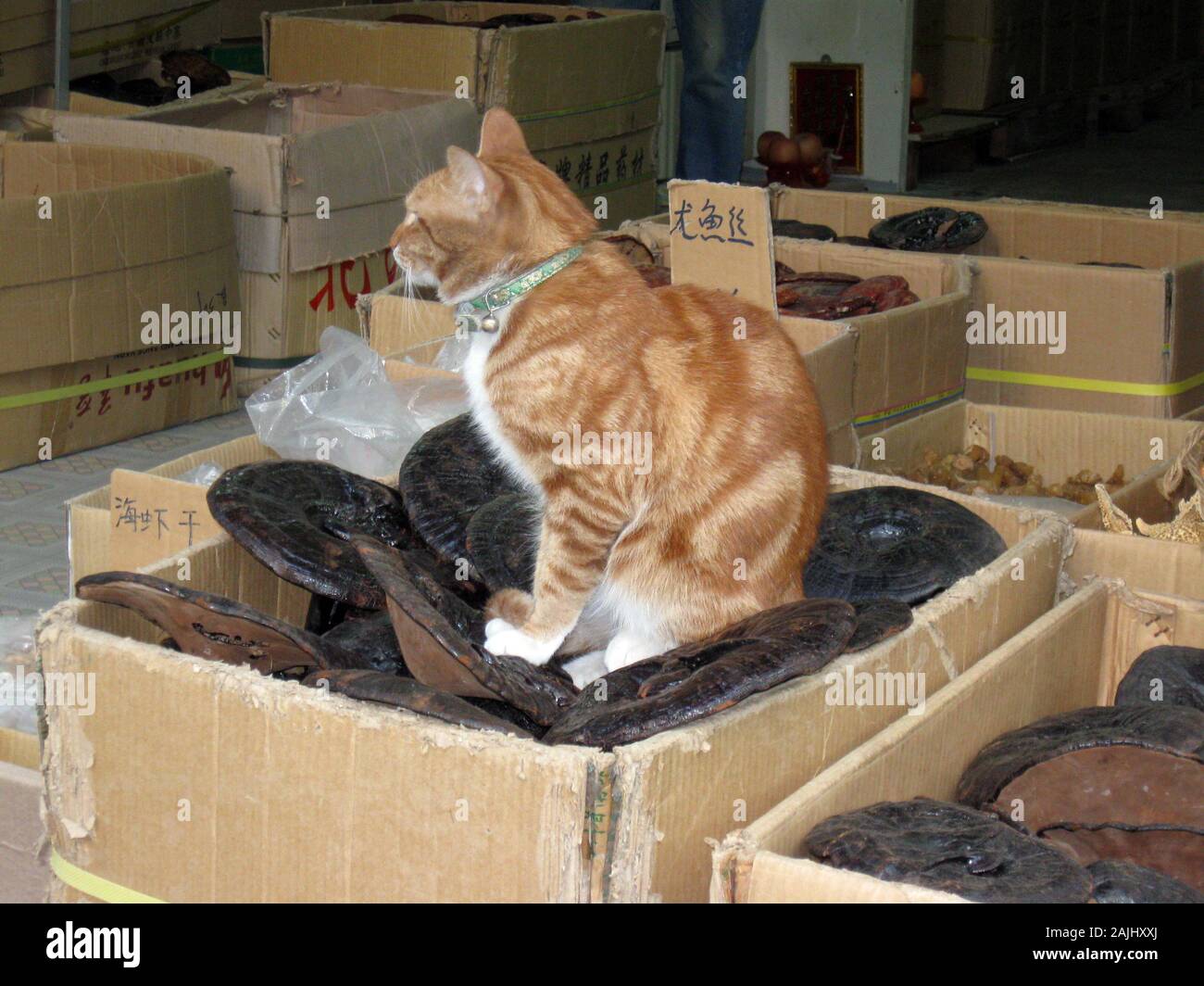 Katze sitzt auf getrocknete Pilze für den Verkauf in einem Kanton, China Stockfoto