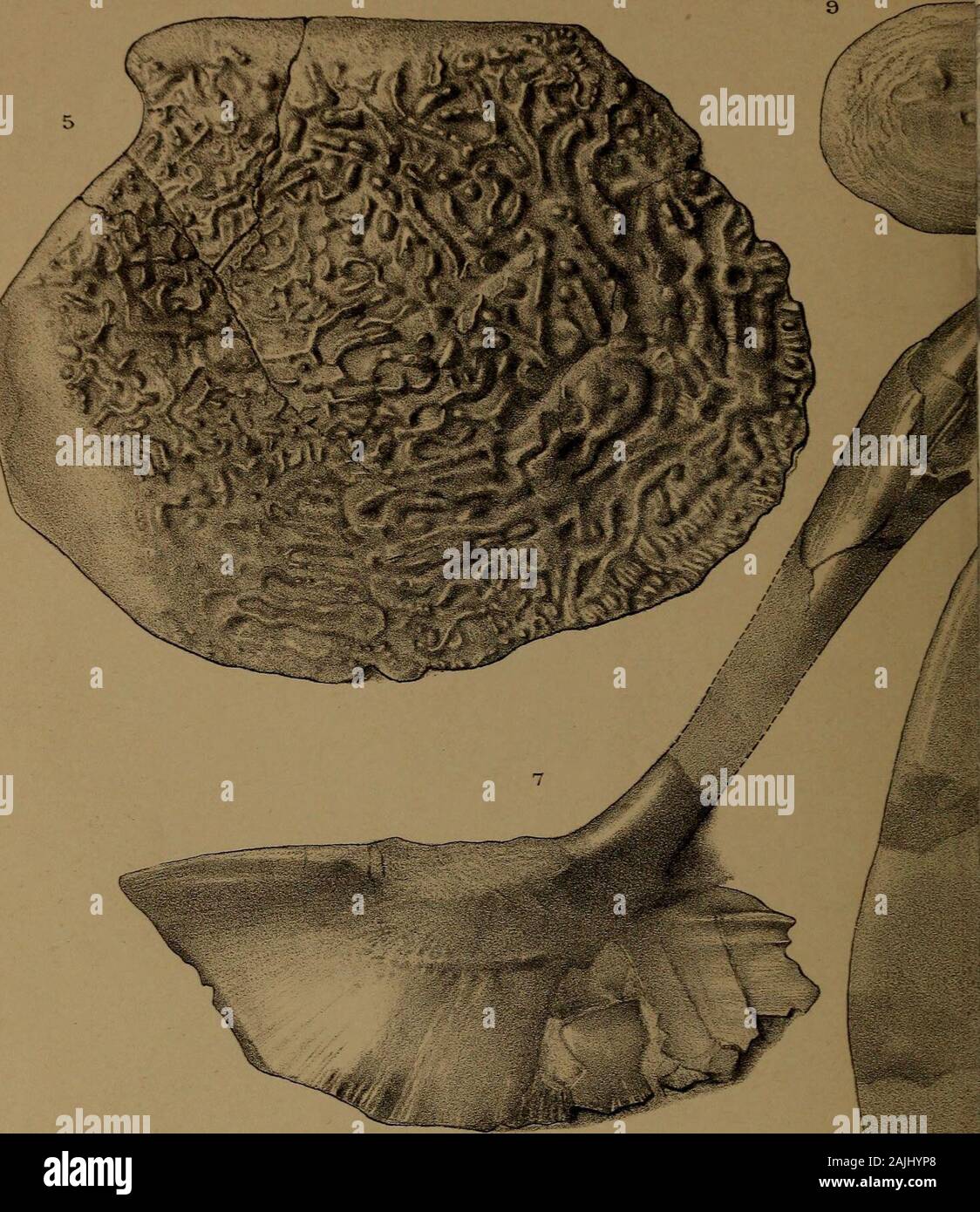 Katalog der Fossile Fische im British Museum (Natural History). . O - P o o o PLATTE XII, Abb. Seite 1. Rhizodus hibberti (Ag. & Hibb.); Links mandibulären Ramus, externen Aspekt, ein Drittel Nat. Größe. - geringere CO2-iferous Kalkstein; Gilmerton.ag. Eckig, d. Dent-ary.inf. d. Infradentaries. [S. 3317.] 344 2. Dito; untere laniary Zahn, seitliche Aspekt. - possil Schwarz-Band (Mitte Karbon Kalkstein); Airdrie. [S. 4800.] 344 3. Dito, das rechte Schlüsselbein, viszerale Aspekt, ein Drittel Nat. Größe. - Gilmerton. [21222 w.] 345 4. Dito; rechts infra Schlüsselbein, viszerale Aspekt, ein Drittel Nat. Größe.- Ebd. Stockfoto