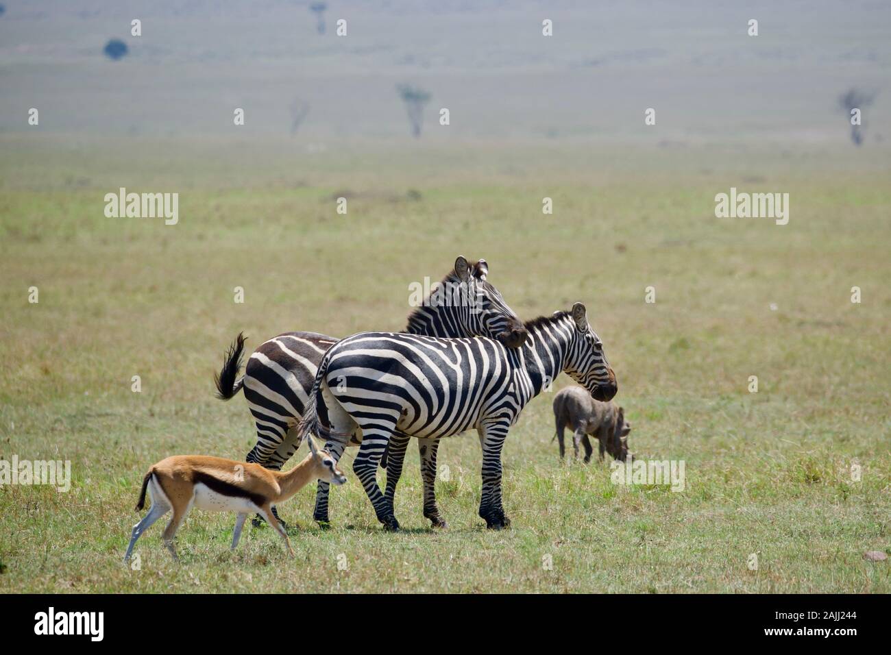 Schöne Zebras im maasai mara Stockfoto