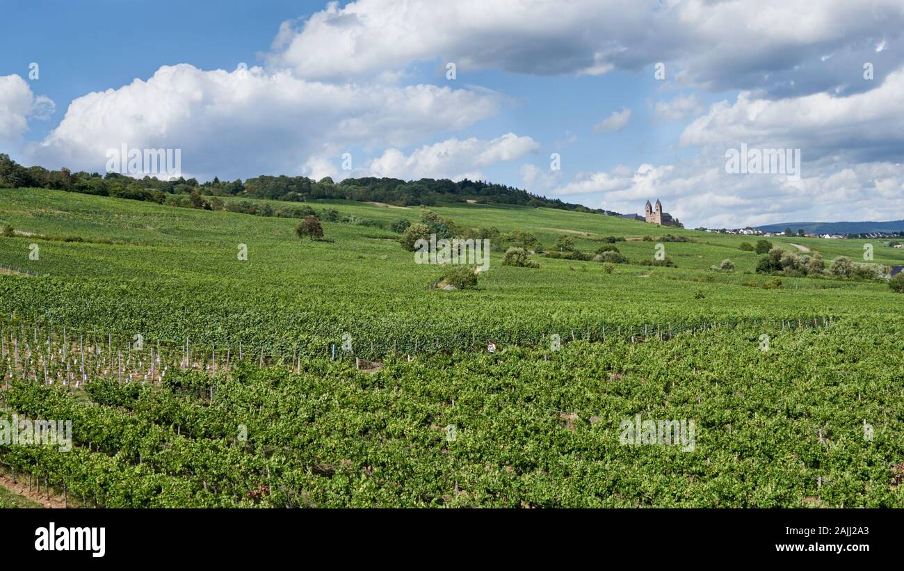 Riesling Weinberge, die vom Rhein bei Rüdesheim abschüssig sind, ein mittelalterlichen Dorf, das bei Touristen beliebt ist, vor allem Kreuzfahrtschiffe. Stockfoto