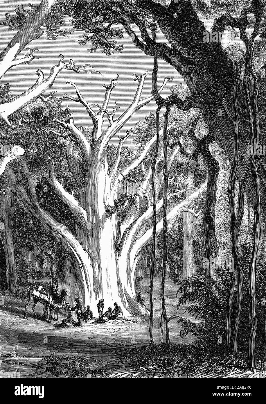 Pflanzen: ein riesiger Baobob (Adansonia digitata) ist die am weitesten verbreitete Baumart aus der Gattung der Adansonia, die baobabs, und ist in den afrikanischen Kontinent. Sie sind in der Regel in trockenen, heißen Savannen Afrikas südlich der Sahara, wo Sie dominieren die Landschaft gefunden und kann die Anwesenheit eines Wasserlaufs offenbaren. Sie wurden traditionell als Quelle von Nahrung, Wasser, Gesundheit Hilfsmittel oder Orte der Zuflucht bewertet und in Legenden und Aberglauben durchdrungen. Stockfoto