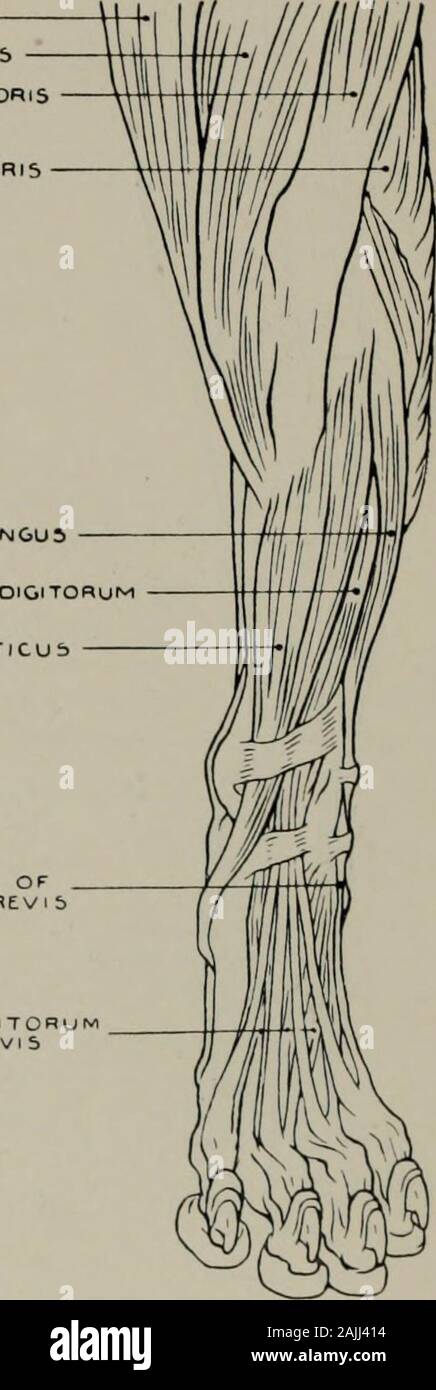 Modellierung; ein Leitfaden für Lehrer und Schüler. Aus buchsbaumholz 5 ARTORIU 5 RECTUS FCMORlS eiCE. PS CRURIS PtRONEUS LON&U 5 tXTEMSOR LONGUb OI & ITORUM Tibialis ANTicub fASClCULUb OFPE. Rom. uns BRE.V1S EXTtMbOR Dl & ITORUMPEDIS BREviS. Abb. 114.- Hind-Bein. Anterior Aspekt. Myology. Anlagen der Muskeln. (Ursprung) pubis und minderwertige Oberfläche von Ilium: (Insertion) Tibia und aponeurosis 01 lep;. Sartorut. s (o). iliaca anterior Wirbelsäule und inferioren Grenze von Ilium: (i) Patella und Tibia. Rectus kemoris (Trizeps cruris) (o) Darmbein Knochen: (i) Patella. Bizeps cruris (o) tuberosity Modellierung 159 RECHTS NACH LINKS Stockfoto