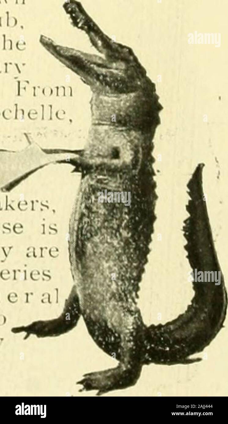 Das Land der Himmel, und darüber hinaus. ap Land, in Erwartung Siedler. Mehrere große, com]) Act stellen f) f Jungfrau kiefer Protze schließen ortalion totrans]) a-ait das Sägewerk. (Lainesville ist ein gas-beleuchtete, mit astreet eitv-System Bahn und zwei l) Hilfe<s. Es ist acommercial Center, die Position der USA Land () f1 iee für F 1 o r i d a. Es hat thelinest Straße in der Schiefer, bestehend aus sevenmiles der kontinuierlichen rock Straßen durch thesurrounding Gemüse Betriebe, die für die Fruchtbarkeit überall im Staat notsurjjassed sind. Über See Newmanis Windsor, Be- Tätseinbußen von vielen Der handsomest Tow nin ICH^ Lor Stockfoto