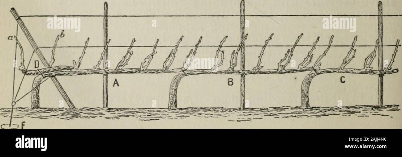 Anhang zu den Zeitschriften des Senats und der Zusammenbau der.. Sitzung der Gesetzgebung des Staates Kalifornien. n, wo es noch viel Raum für Verbesserungen in der üblichen methodof Beschneidung angenommen. Wir sind überzeugt, dass diese Art der Kultur sehr würde Vorteil sein - tageous Für die Gräber in der Umgebung von Bordeaux. Gibt die varietiesare im Allgemeinen gut gewählt, aber der Schnitt ist fast everywheredetestable. Durch die Annahme einer systematischen Methode, ein weinstock - growerwould kommen an ein zufriedenstellendes Ergebnis leichter als durch den Versuch, toperfect die Methode in jenem Land, das auf keiner basiert Stockfoto