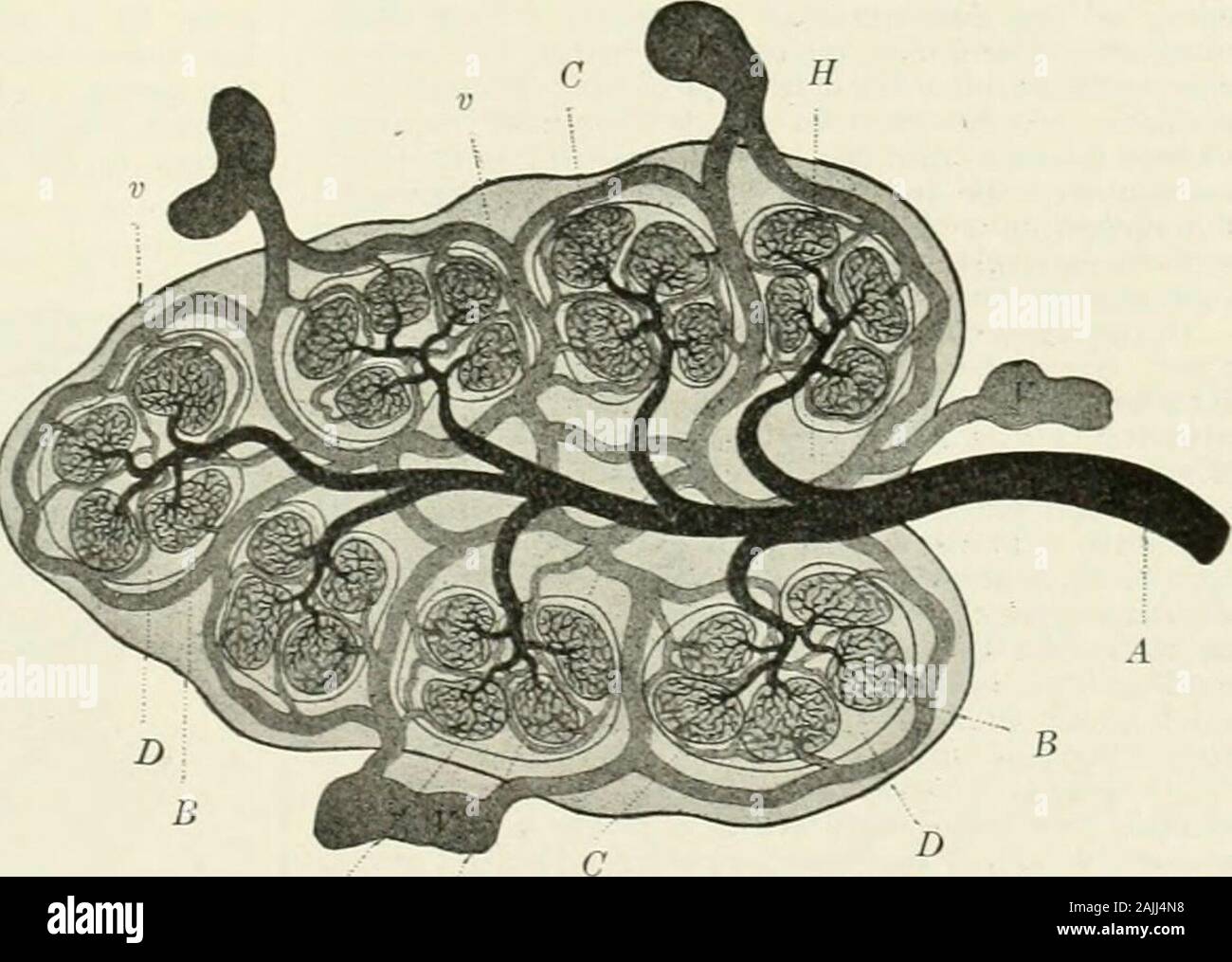 Eine Referenz Handbuch der medizinischen Wissenschaften, umfasst das gesamte Spektrum der wissenschaftlichen und praktischen Medizin und verwandter Wissenschaften. rthis Name. Die Droge ist in der Regel in der fonn der Flüssigkeit gegeben extrahieren, in Dosen von bis XV. bis IX. (1.0-4.0). Henry H. Rusby. Carota. - Karotte. Die Wurzel von Daucus carota L. (fam. Umbellifcrce). Diese Pflanze ist ein Eingeborener von Europa, sondern frei in der Lnited Staaten eingebürgert (wild Auto-rot). Die kultivierte Form ist die conmion tablecarrot, überall gewachsen. Die Früchte des Wilden carrothave als aromatischer Diuretika verwendet wurden; die cultivatedroots sind in Brei, wie Senfpflaster; Bu Stockfoto