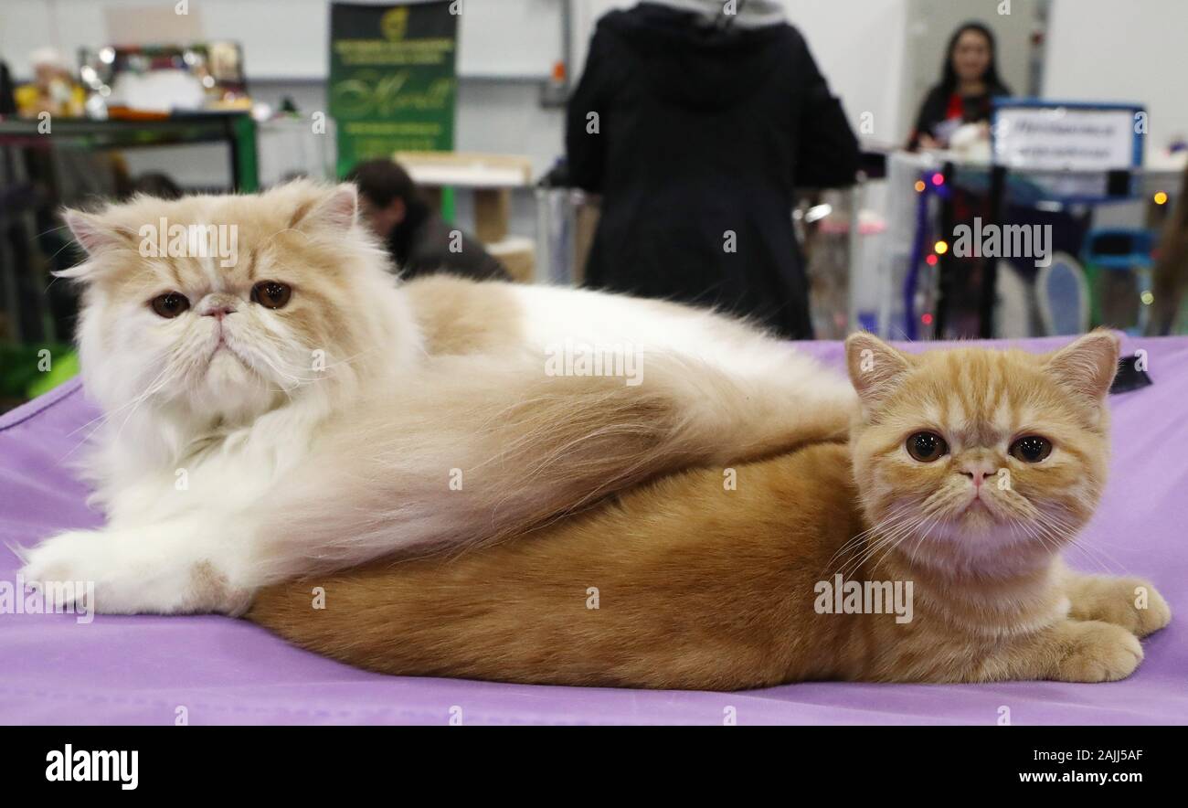 Seltene Katzenrassen Stockfotos Und Bilder Kaufen Alamy