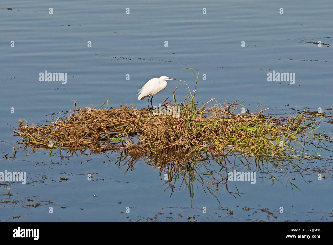 Seidenreiher Egretta garzetta Wild Bird stand auf Schilf im flachen Wasser des Flusses Feuchtgebiet Marschland mit Gras Schilf Stockfoto