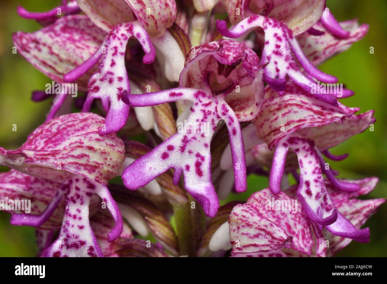 Lady/Monkey Hybrid Orchid, Orchis purpura x simia, Nahaufnahme, selten, Hartslock Reserve, Goring, Oxfordshire, Großbritannien Stockfoto