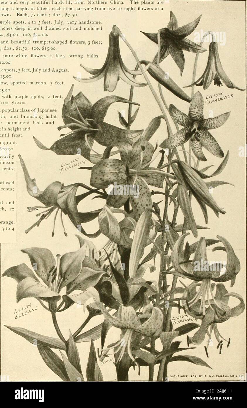 Die Farquhar Herbst Katalog: 1911. ; Doz., $ 2.00, 100, $ 15.00. Speciosum Rubrum. Weiß, schattigen und mit rosigen Crimson beschmutzt. Jeder, 20 Cent, Doz., $ 2,00; 100, $ 15.00. 'Lilac. (Türken Cap Lily) Rich orange, Blütenblätter gespitzt, rote und dunkle beschmutzt, 3 bis 4 Fuß; blüht im Juli und August. Jeder, 15 Cent; Doz, $ 1,50; 100, $ 10,00. Tenuifolium. (Coral Lily.) Avery anmutige Miniatur Lilie mit feurigen roten Blumen, i^Füße, Juli. Jeder, 15 Cent; dtz., 1,50 $ 100, $ 10,00. Tigrinum. (Tiger Lily.) Orange, gefleckt Schwarz, 3 bis 4 Fuß, August, sehr widerstandsfähig. Jeder, 10 Cent; Doz,, $ 1,00; 100, $ 7.00, Tigrinum Fort Stockfoto