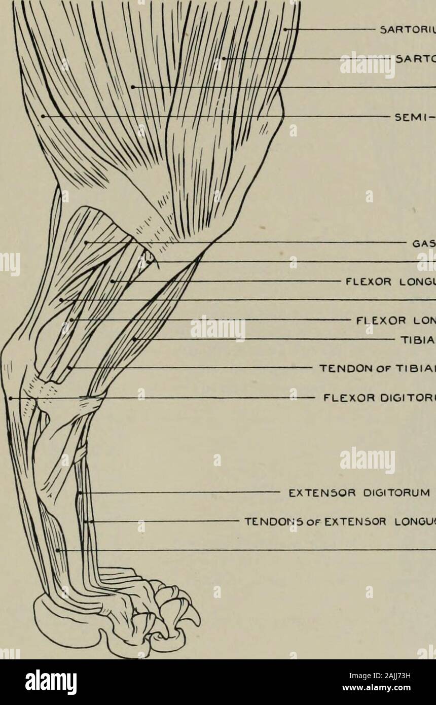 Modellierung; ein Leitfaden für Lehrer und Schüler. GASTROCNEMIUS