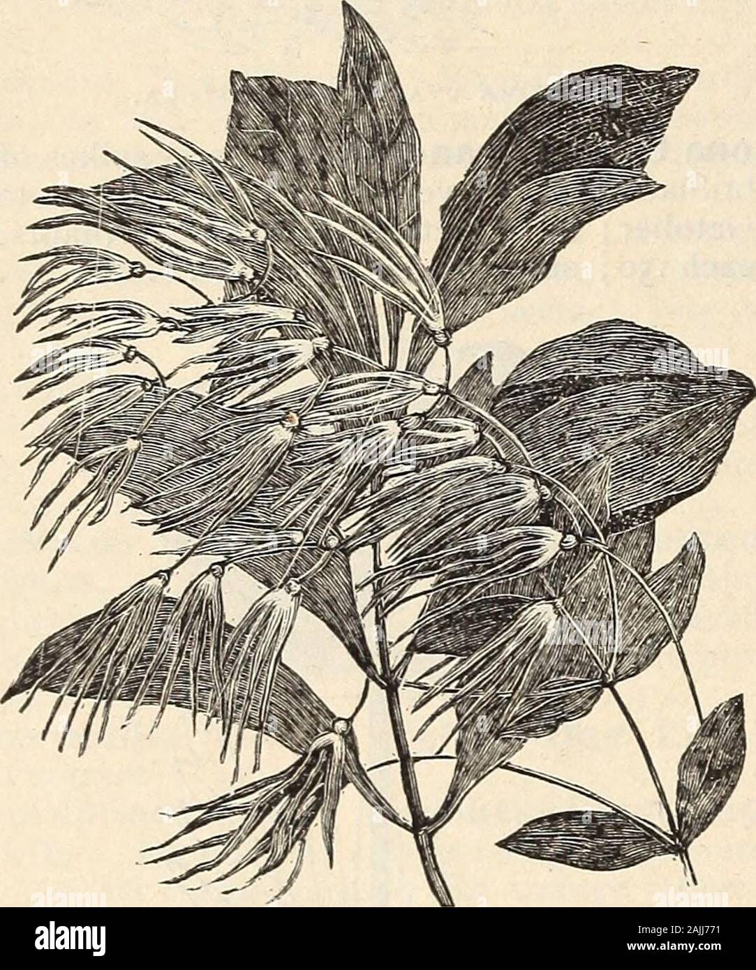 Die Farquhar Katalog der Samen 1900: Pflanzen, Blumenzwiebeln tools Düngemittel, Kleinartikel. nish viele andere falls gewünscht. Die üblichen Monat der Blüte ist angegeben. Viele Sträucher wir zwei oder mehr Größen liefern kann; die höheren Preise für größere Anlagen als die gewöhnlichen Baumschule Größe. Jede. Mandeln mit Rosa = Blüte. Mai 50 Weiß = FIowering. Mai 50 Althea. Lila, Rot oder Weiß. September 35 - Bunte Foliaged. Schöne 50 Andromeda Racemosa. Kleine weiße Blüten, die in Clustern. Mai; 50 Azalee, Gent. Herrliche, große - blühende Hybriden^ in verschiedenen schönen Farben. Juni. Pflanzen in verschiedenen Größen. 75 Stockfoto