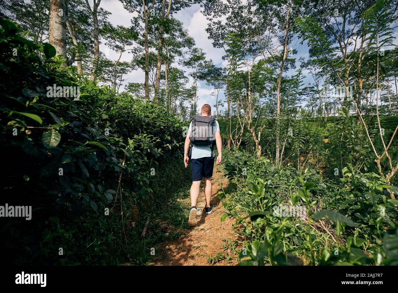Ansicht der Rückseite des jungen Mannes (Reisenden) am Tee Plantage in Sri Lanka. Stockfoto