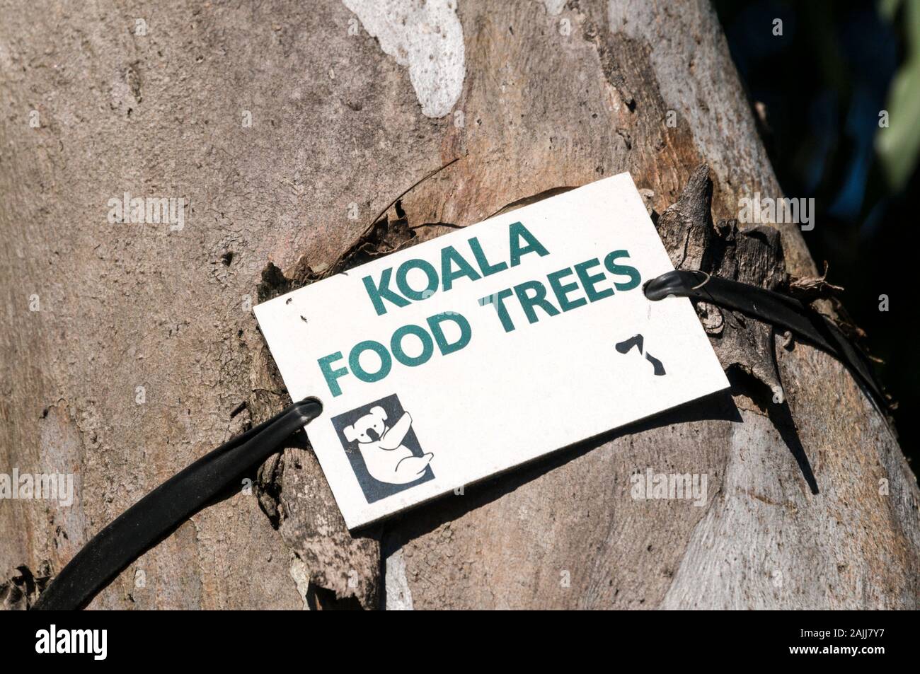 Ein Hinweis beigefügt (Koala essen Baum) zu einem der Eukalyptus (Gum Trees) in Noosa Heads an der Sunshine Coast in Queensland, Australien Stockfoto