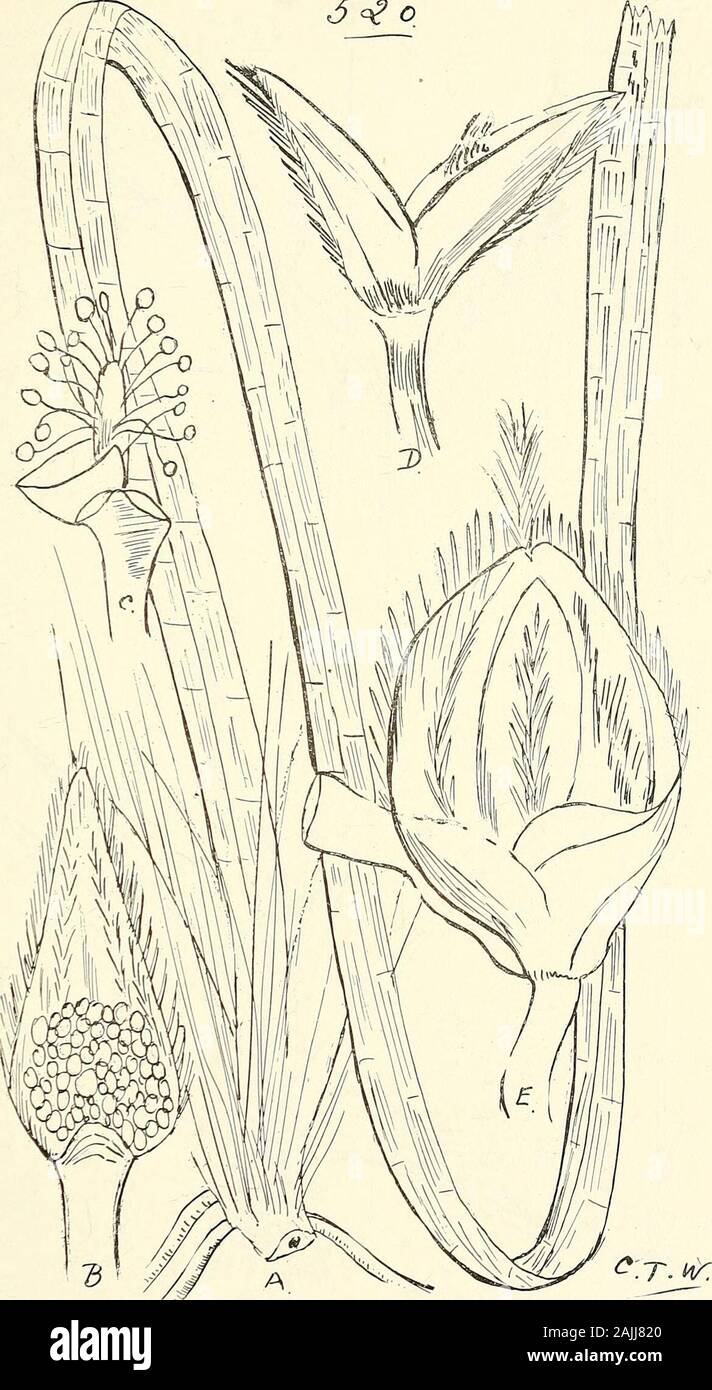 Umfassenden Katalog von Queensland Pflanzen, Einheimische und Eingebürgerte, zu denen hinzugefügt werden, soweit bekannt, die Aborigines und anderen volkstümlichen Namen; mit zahlreichen Abbildungen und reichlich Notizen auf die Eigenschaften, Funktionen, &c., der Pflanzen. G, tw: 518. Vallisneria (v. griech., Kaution. 519. V. caulescens, Kaution, et F. v. M. CXXV. HYDROCHARIDE ^E. 521 s&lt;*. 520. Enhalus Kcenigii, Reich. (A) Teil der Pflanze, (B) männliche Blume - Knospen, ein Ventil der Spatha entfernt, (C) ein paar pedicelled männliche Blüten auf dem kurzen Spadix, (D) die beiden Ventile der männlichen. Spatha, (E) weibliche Spatha. Alles über Nat. Größe. (B) Stockfoto