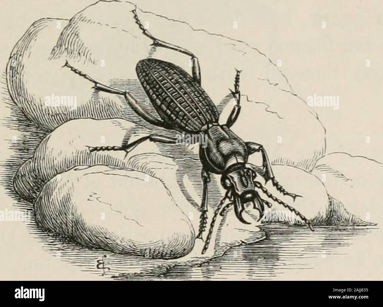 Insekten im Ausland: ist ein beliebtes Konto ausländischer Insekten, ihre Struktur, Gewohnheiten, und Transformationen. e wahrscheinlich vorstellen, dass SINGULÄRE FLÜGELDECKEN. 49 Wie unterschiedlich farbigen Kreaturen konnte nur Sorten von onespecies werden. Manchmal ist die Band, die Kanten der Flügeldecken ist yellowinstead der Weißen, und manchmal verschwindet es insgesamt; whilethere sind viele Exemplare, in der es nicht nur keine whiteedge, aber sein Platz wird von vier großen, gelben Flecken. Mostdown-Lager Käfer haften zu ähnlichen Variationen, die schon in vielen Fällen einfach Mechanische, die unten zu erhalten rubbedoff mehr Stockfoto