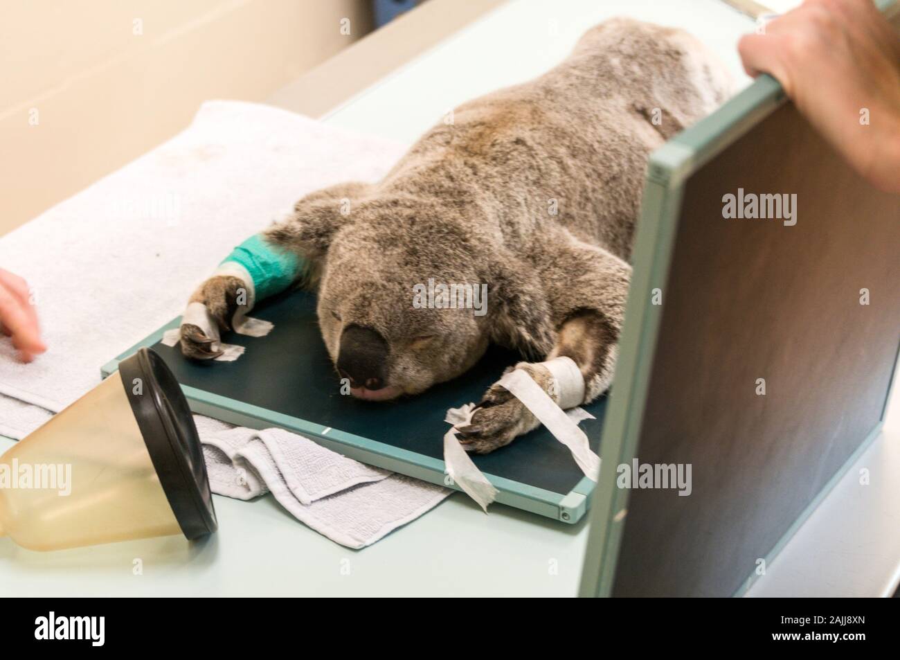 Eine verletzte männliche Koala namens Blair für eine X-ray während der Narkose bei den Australia Zoo Wildlife Hospital an der Sunshine Coast in bereit Stockfoto