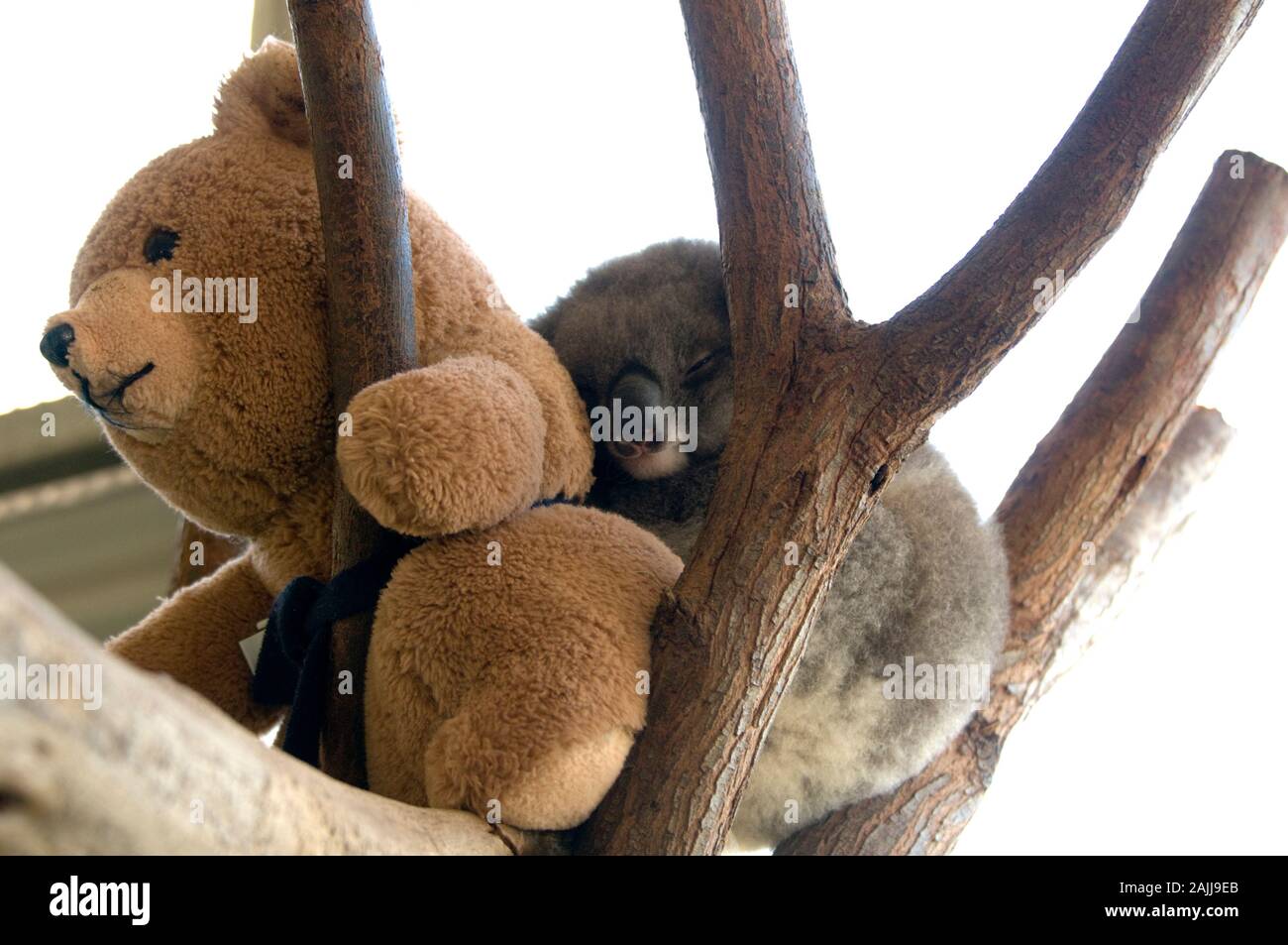 Ein Koala joey Unordnungen bis zu einem Teddybär, der als Leihmutter Handlungen, nach seiner eigenen Mutter bei einem Autounfall getötet wurde. Der Koala Joey ist bei Stockfoto