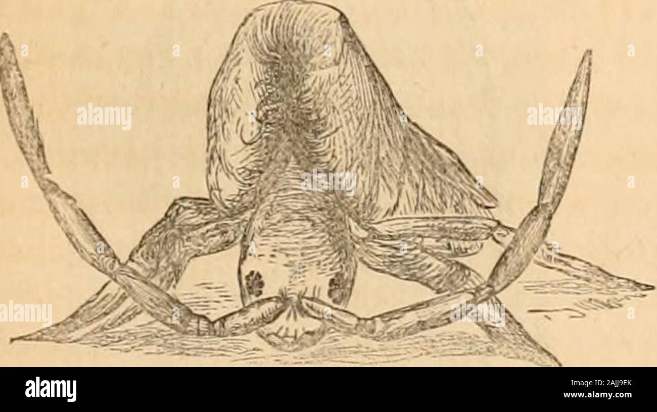 Hardwicke's Science - Klatsch: Eine illustrierte Medium der Interchange und Klatsch für Studierende und Liebhaber der Natur. CWR Eig. 39. Schwarz Podtjra. Auf dem Boden gesehen, außer im Winter. Ich kann fangen einen schwarzen Podura gelegentlich von Puppenhafter Haferbrei, aber Vertrauen zu meinen Augen und fingersalone im Fall der gesprenkelt. Beide Arten werden jedoch Essen, Haferflocken, wenn in Gehegen gehalten. Ich habe Zahlen von Ihnen sowohl in geräumigen, Holz- Zellen eingeschlossen, und viel Vergnügen, ihre Gewohnheiten whilewatching abgeleitet. Die Böden der Zellen werecovered mit befeuchteten Blotting - Papier, in den Humi orderthat Stockfoto