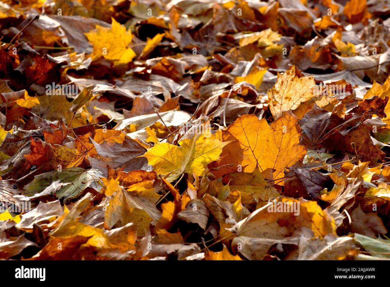 Ein abstraktes Bild von Herbst Blatt Wurf, Blätter meist von Acer Arten Bäume, hinterleuchtet, durch eine niedrige Sonne. Stockfoto