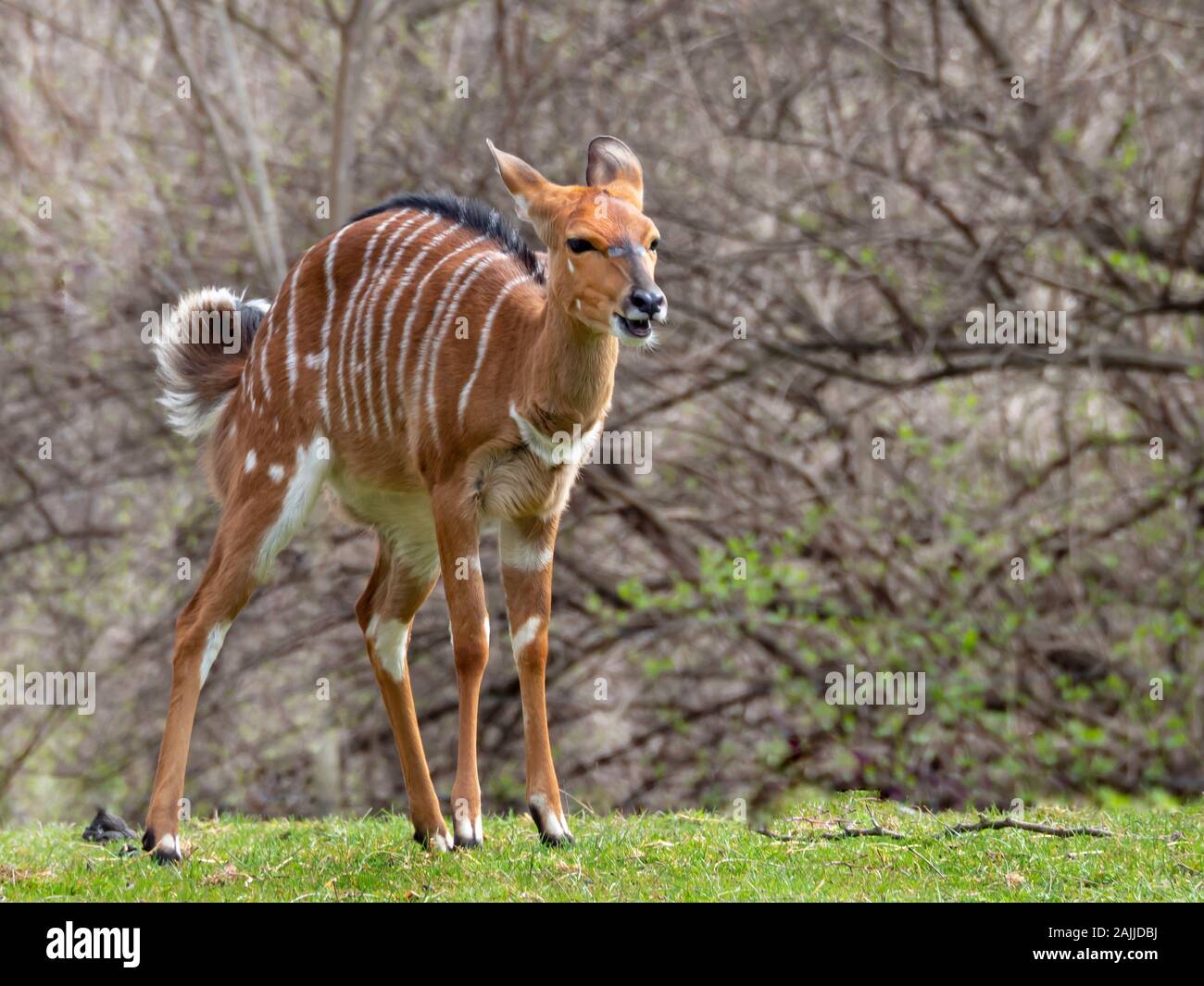 Braun-weiß gestreifte Gazelle Sein aktiv in bewaldeten, grünen Wiese Stockfoto